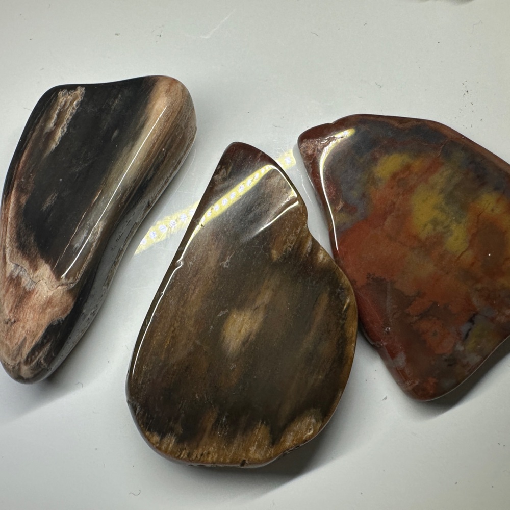 Polished Petrified wood and whale tooth Trio